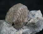 Platystrophia Brachiopod Fossil From Kentucky #6637-1